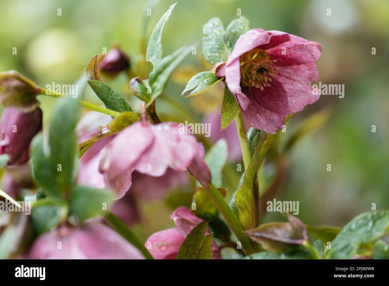 Fioritura fiori rosa ellebore all'inizio della primavera Foto Stock