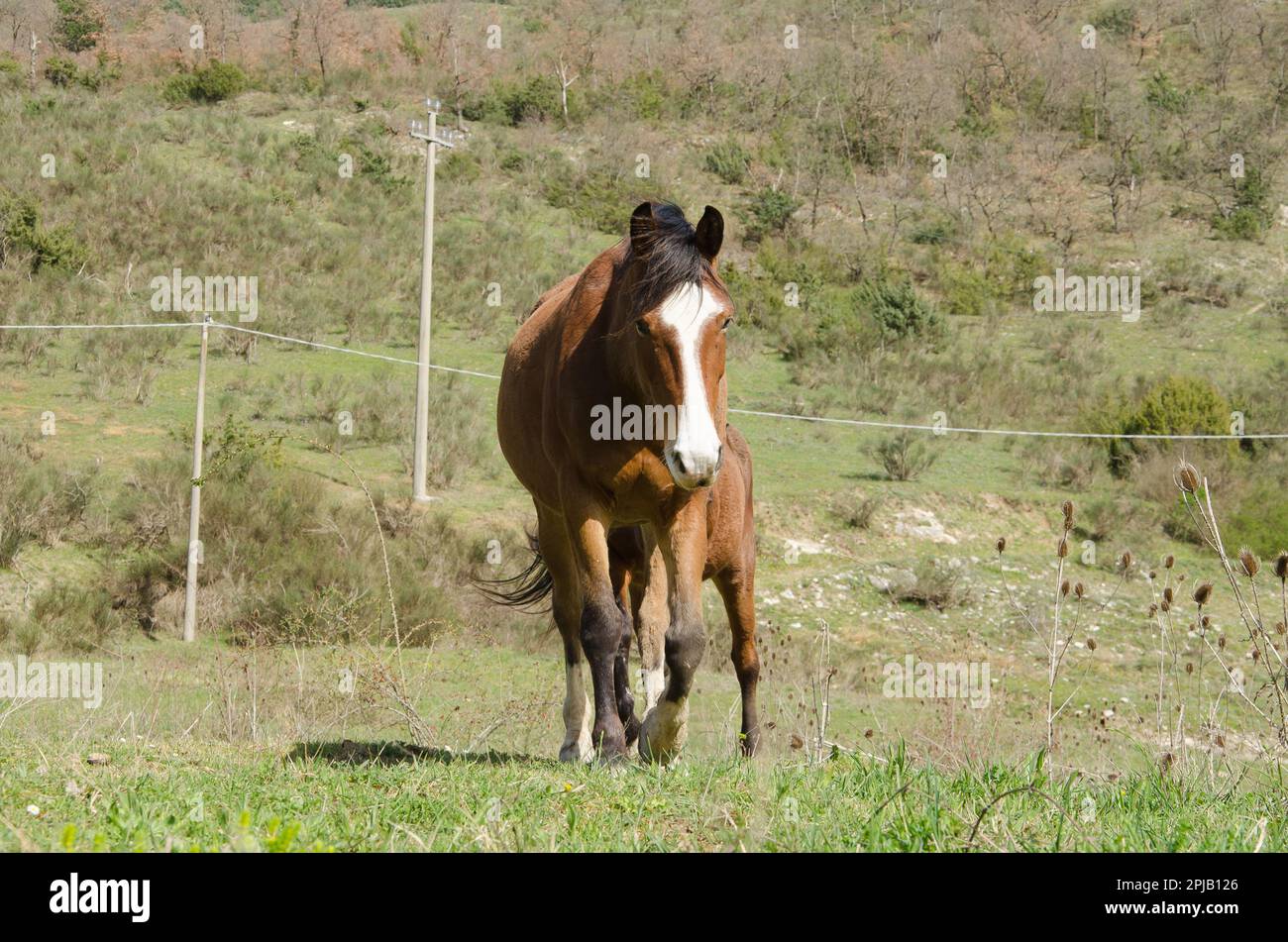 Ritratto di cavallo solitario nella campagna marchigiana durante la stagione primaverile, Italia Foto Stock