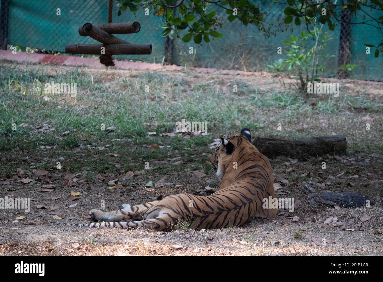 Tigre al parco nazionale di Bannerghatta Bangalore in piedi nello zoo. foresta Riserva Naturale santuari in Karnataka India Foto Stock