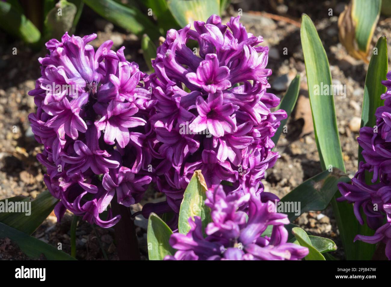 Hyacinthus orientalis, Hyacinthus Miss Saigon Foto Stock