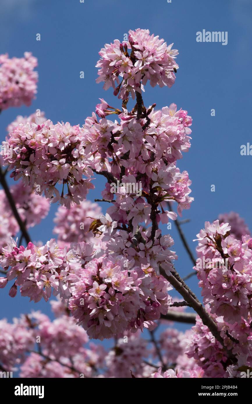 Prunus sargentii, Ciliegio Sargent, piena fioritura, Rosa, Fiori, Filiale Foto Stock