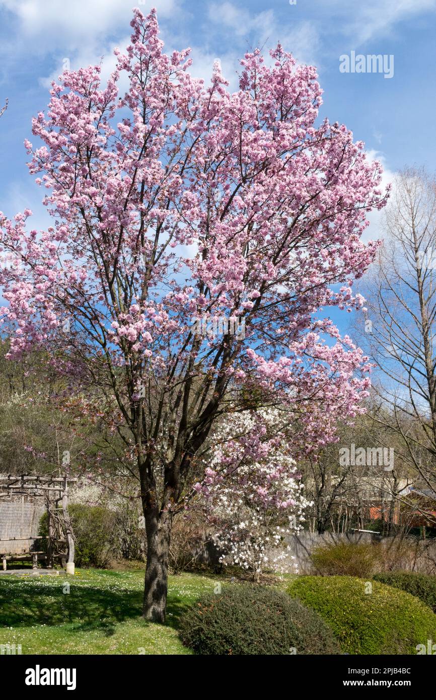Ciliegio sargente, albero di Prunus sargentii, forma, fioritura di Prunus sargentii, inizio primavera, meteo giardino aprile Foto Stock