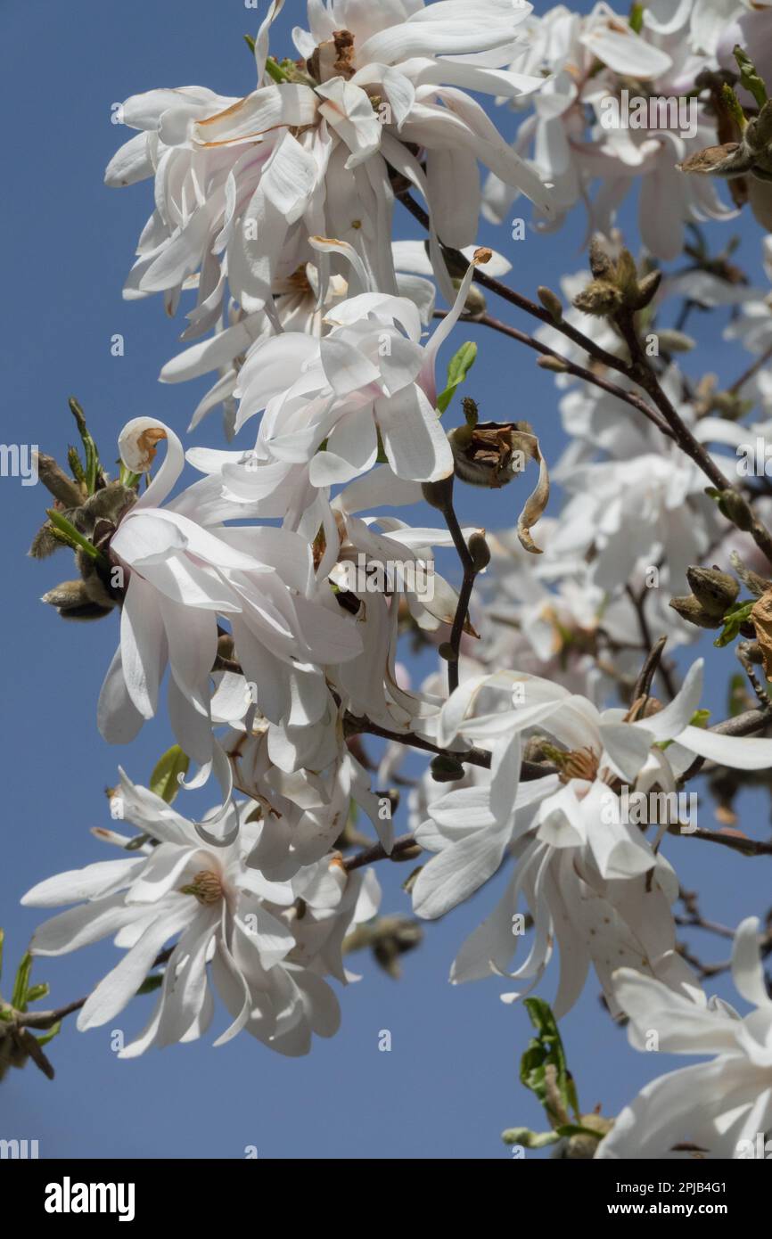 Primaverile, albero fiorito, magnolia stellata Foto Stock