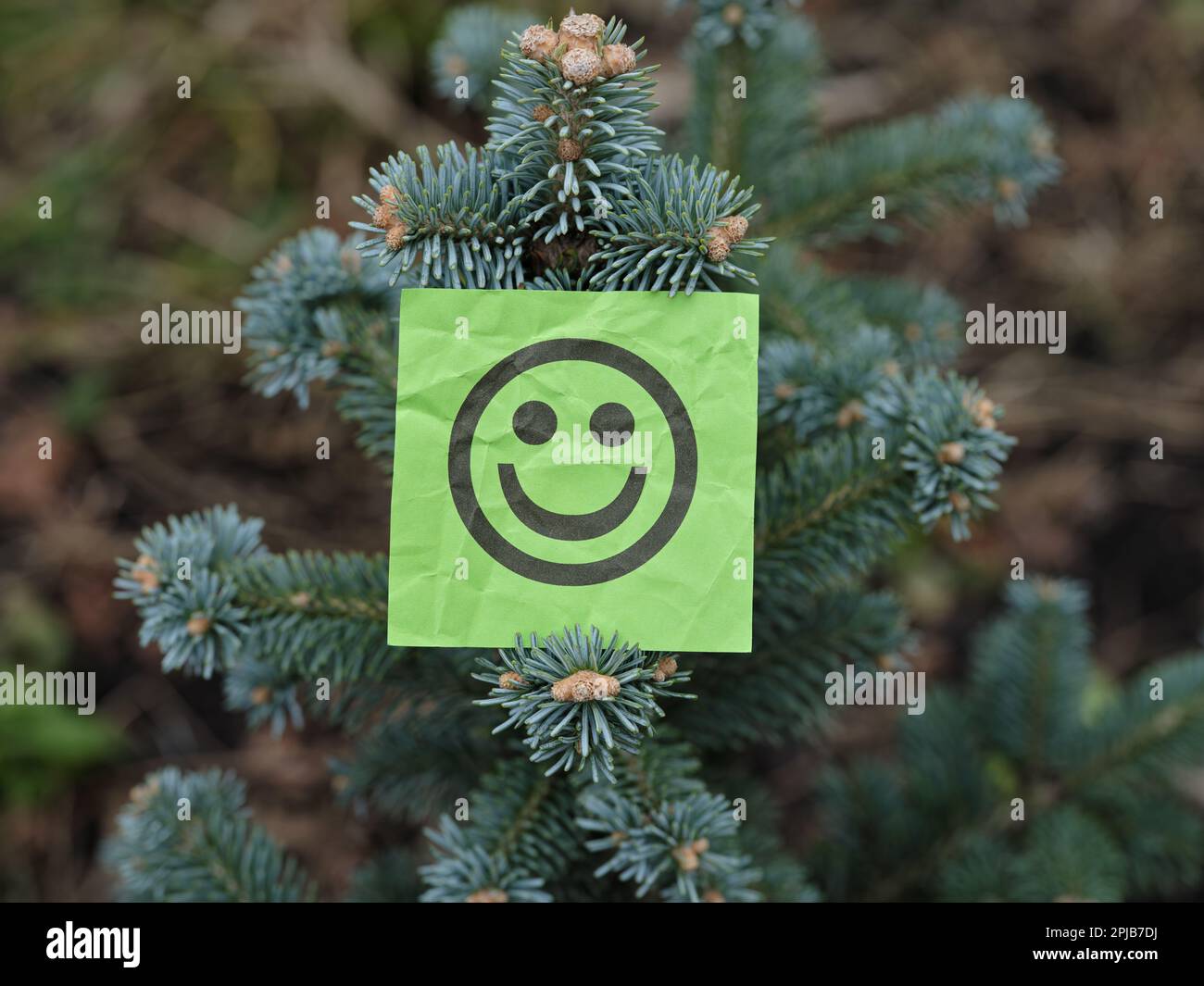 Una nota di carta verde con un volto felice su di essa che è sostenuto da un ramo di abete. Primo piano. Foto Stock