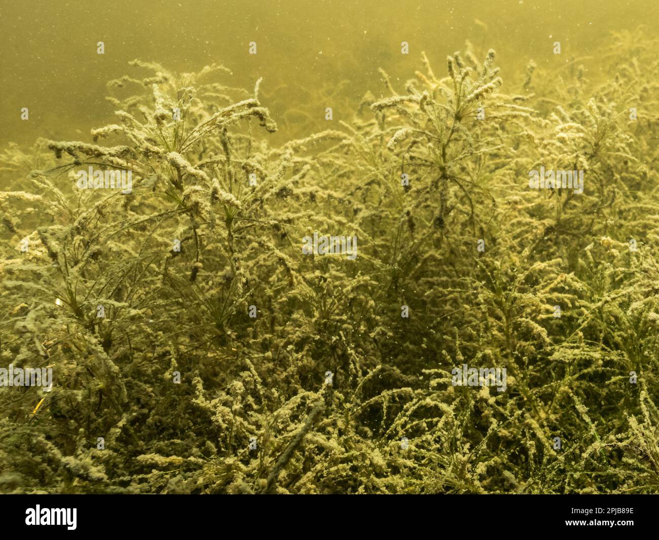 Najas tenuissima pianta acquatica sott'acqua nel lago eutrofico Foto Stock