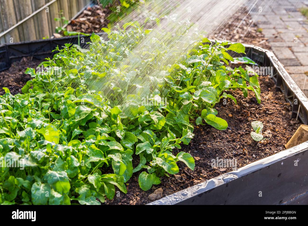 Annaffiatura di piante di rucola in letto vegetale sopraelevato. Irrigazione di vegetali e piante Foto Stock