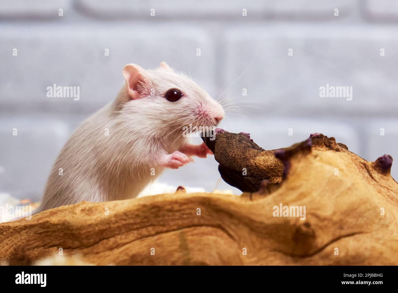 Gerbil mongolo. Manutenzione e cura di animali domestici esotici Foto Stock