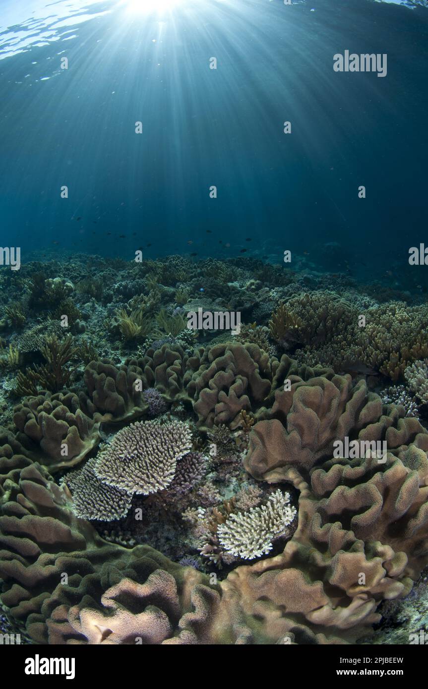 Habitat della barriera corallina con raggi solari, Isola di Wetar, Isole Barat Daya, Isole minori Sunda, Provincia di Maluku, Indonesia Foto Stock