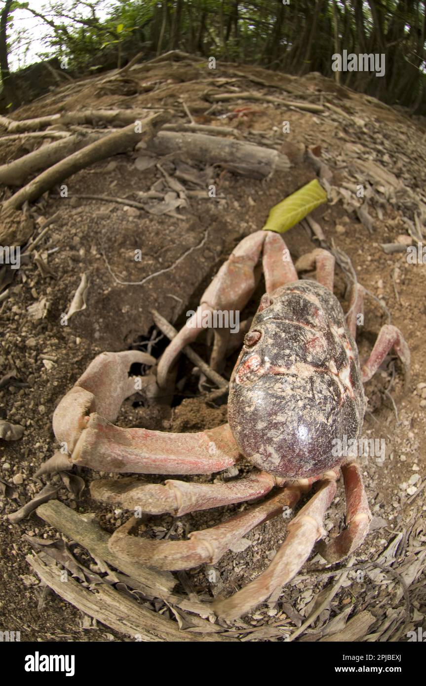 Granchio rosso dell'isola di Natale (Gecarcoidea natalis), granchio dell'isola di Natale, granchio di terra, altri animali, granchi, Crostacei, animali, Christma, Granchio Rosso Foto Stock