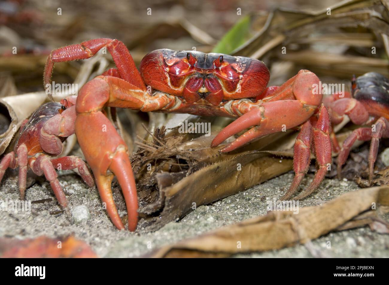 Granchio rosso dell'isola di Natale (Gecarcoidea natalis), granchio dell'isola di Natale, granchio di terra, altri animali, granchi, Crostacei, animali, Christma, Granchio Rosso Foto Stock