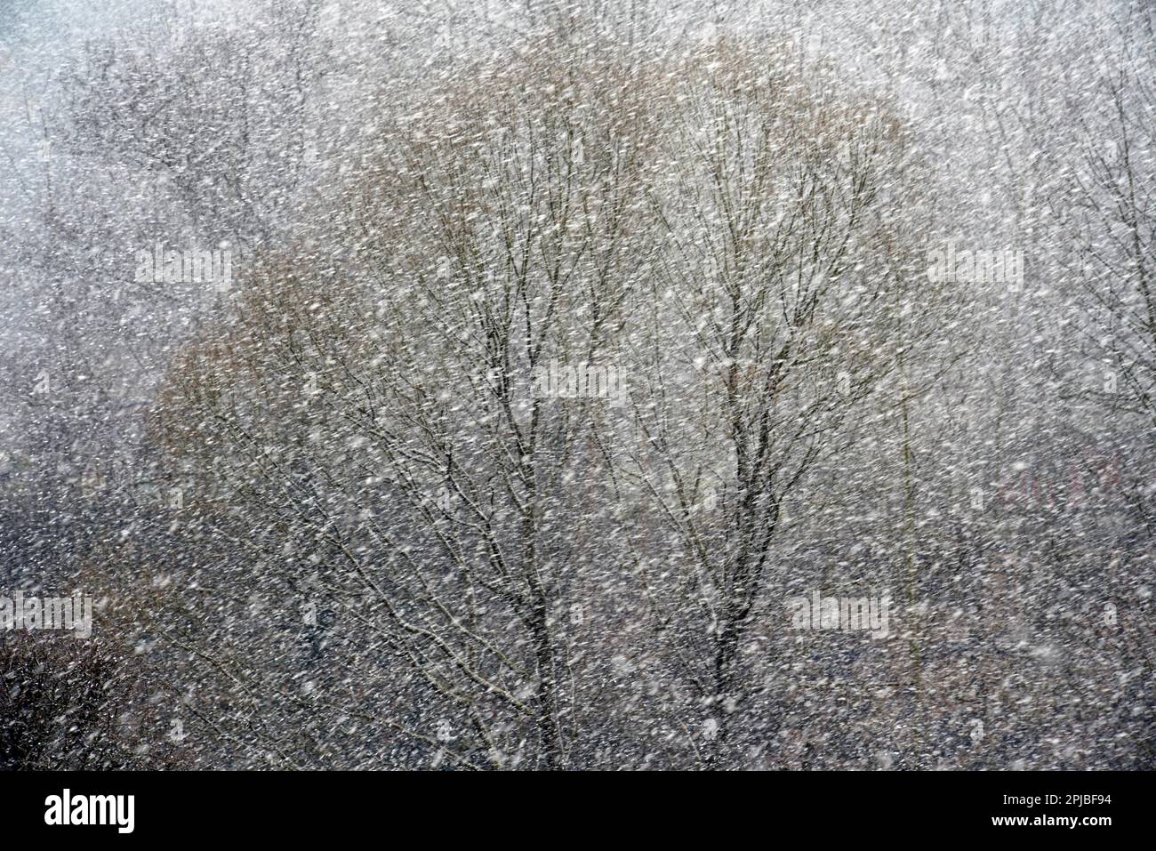 Nevicate, Karlovy Vary, Repubblica Ceca Foto Stock