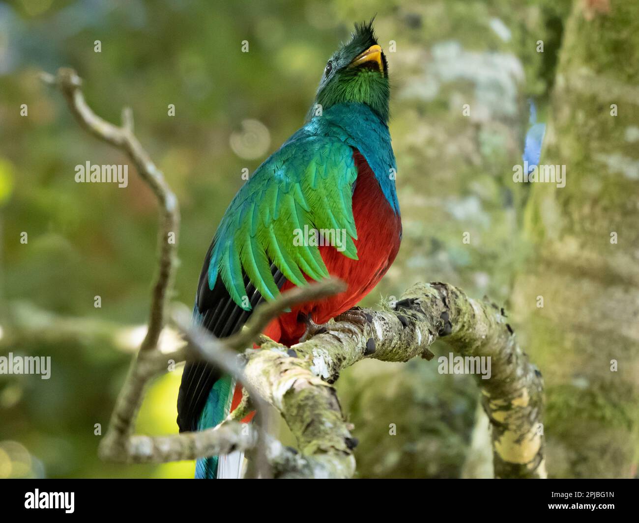 quetzal risplendente nella foresta di nubi. Savegre, costo Rica Foto Stock