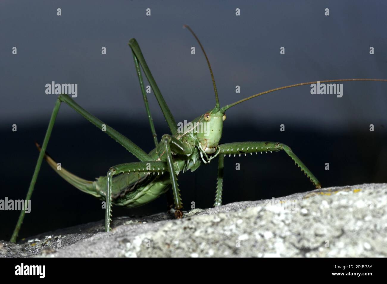 Grande vite senza fine Foto Stock