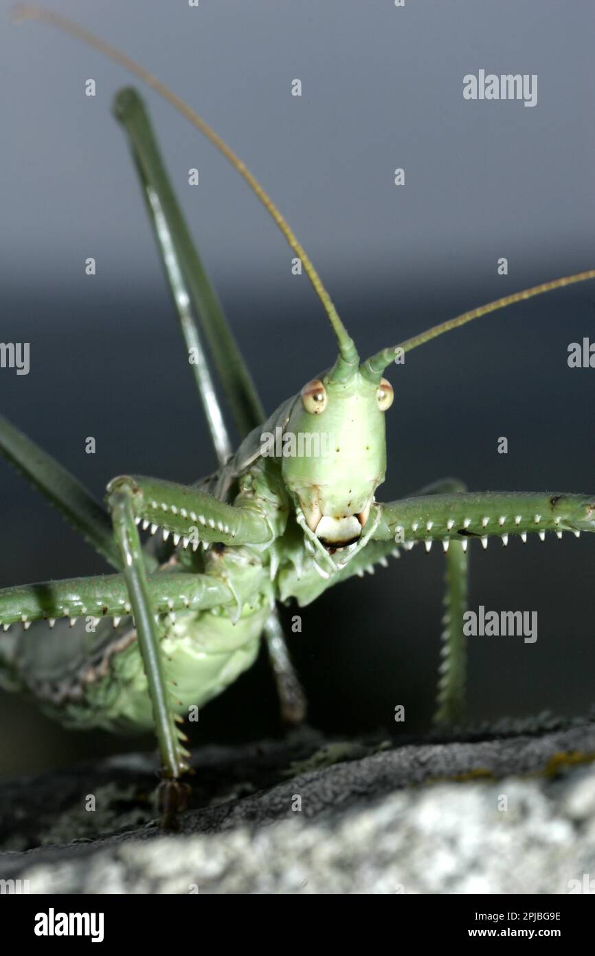 Grande vite senza fine Foto Stock