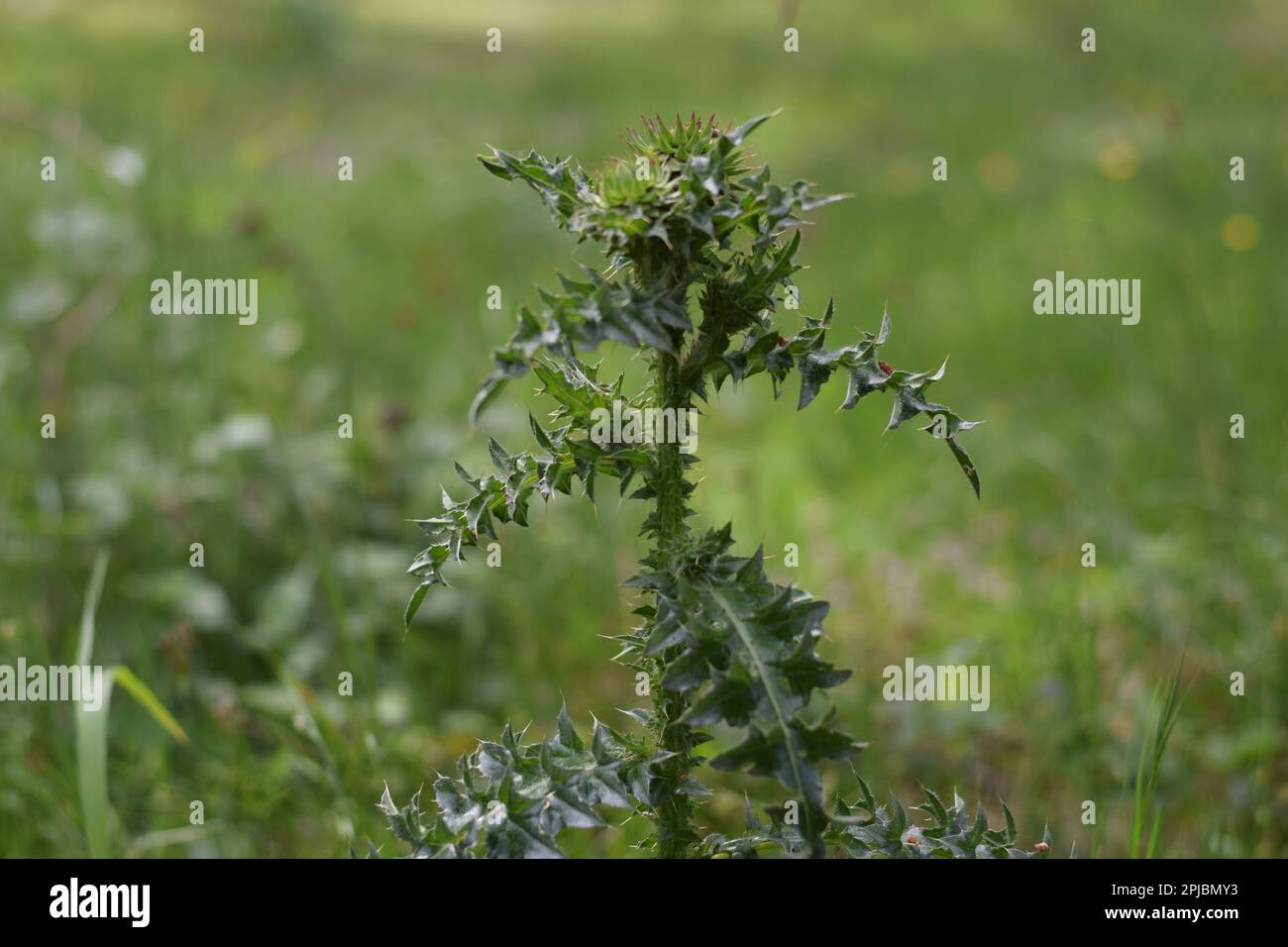 Spine Foto Stock