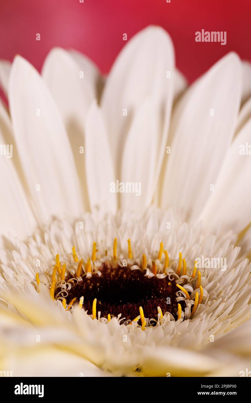 Macro fotografia di un fiore di gerbera Foto Stock
