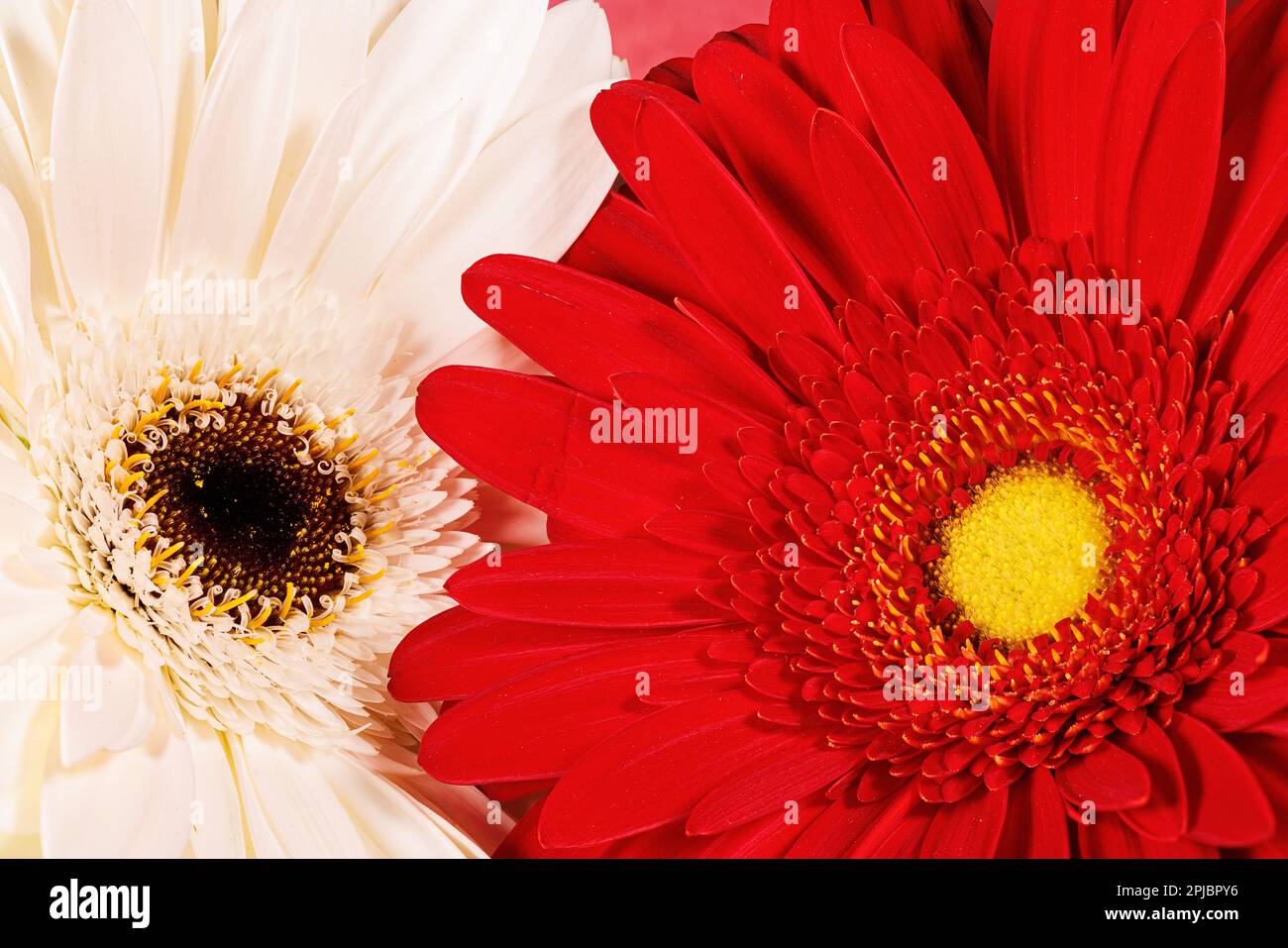 Macro fotografia di un fiore di gerbera Foto Stock