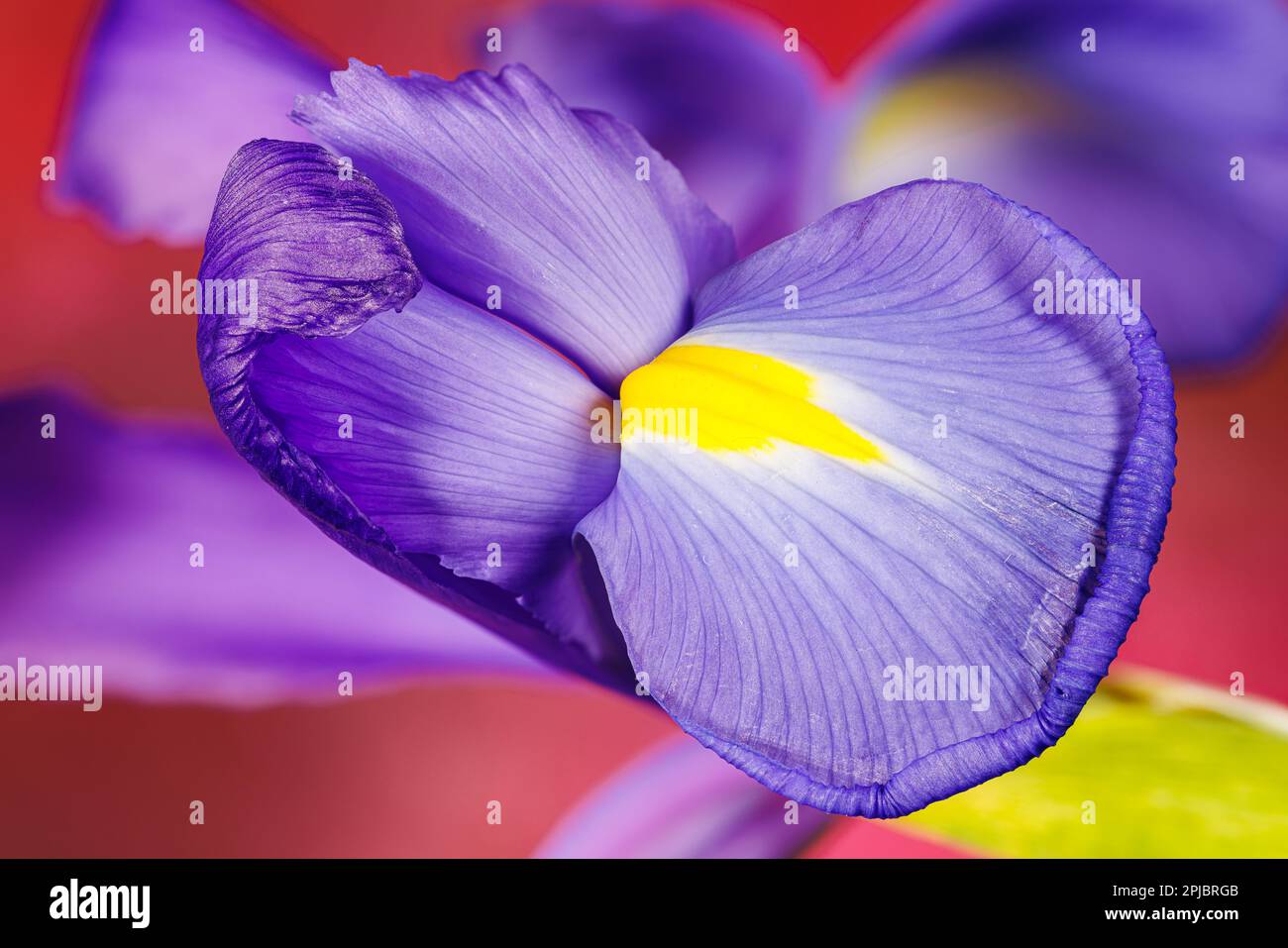 Macro fotografia di un fiore di iride Foto Stock