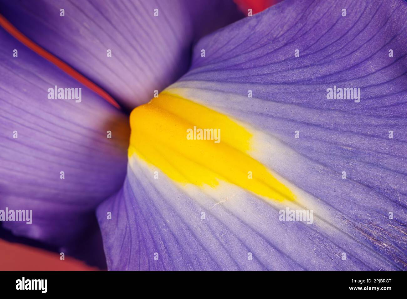 Macro fotografia di un fiore di iride Foto Stock