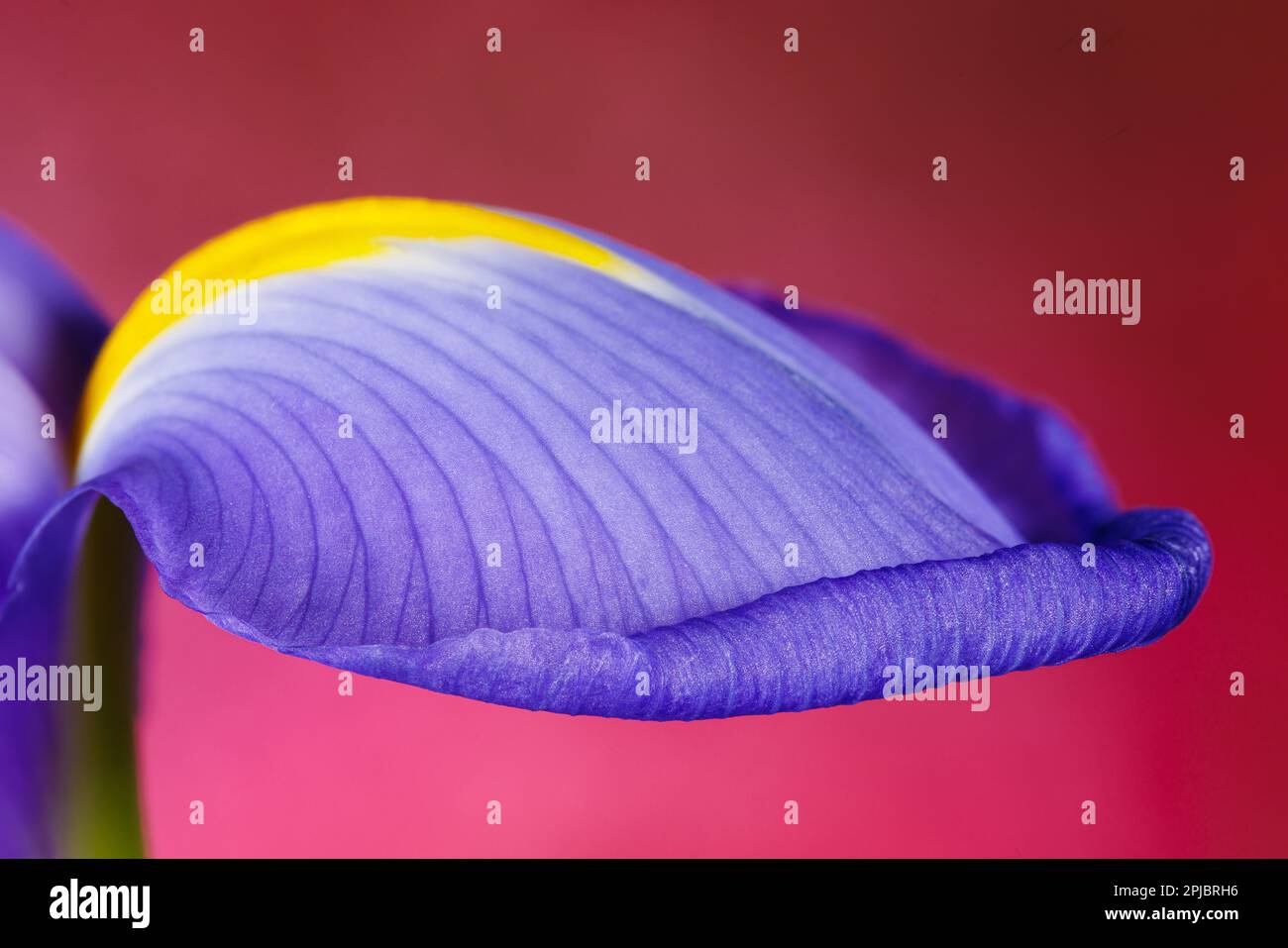 Macro fotografia di un fiore di iride Foto Stock