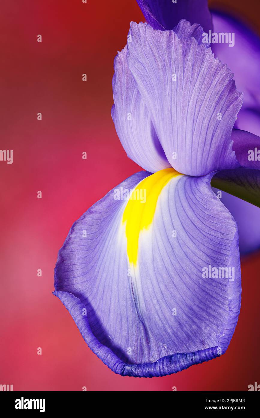 Macro fotografia di un fiore di iride Foto Stock