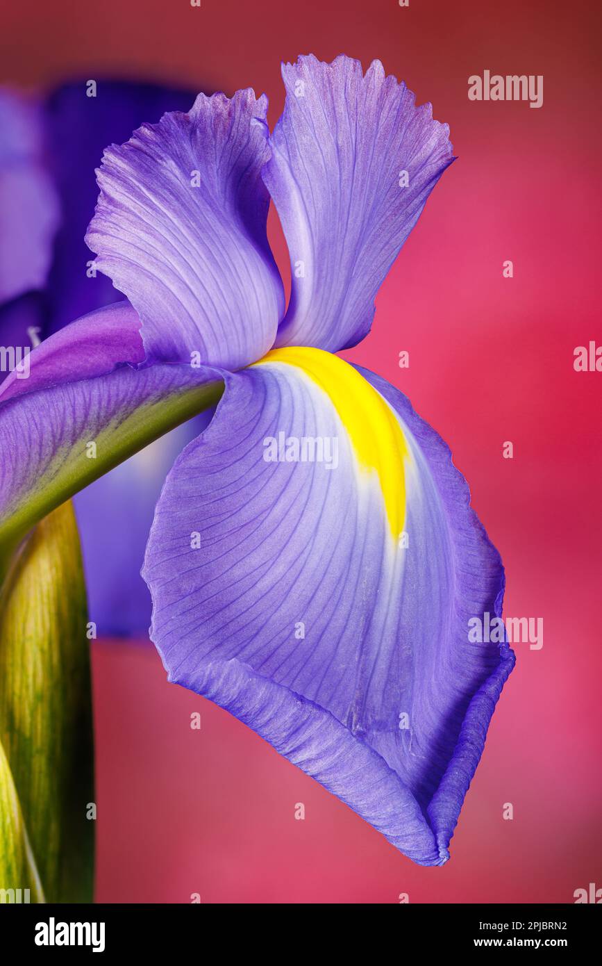 Macro fotografia di un fiore di iride Foto Stock