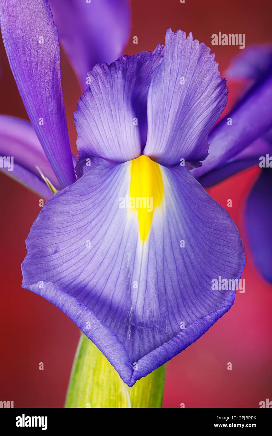 Macro fotografia di un fiore di iride Foto Stock