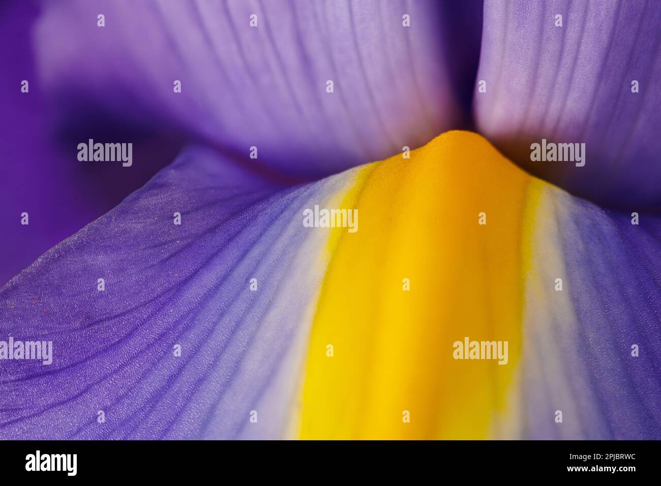 Macro fotografia di un fiore di iride Foto Stock