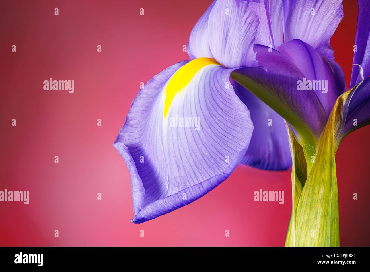 Macro fotografia di un fiore di iride Foto Stock