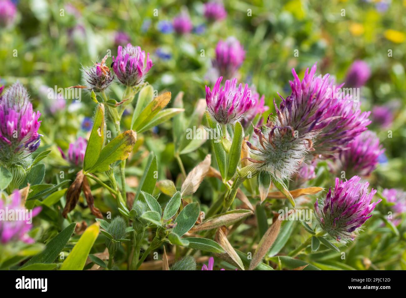 Flora di Israel.Trifolium purpurpurpureum è in primavera in un prato al tramonto. Foto Stock