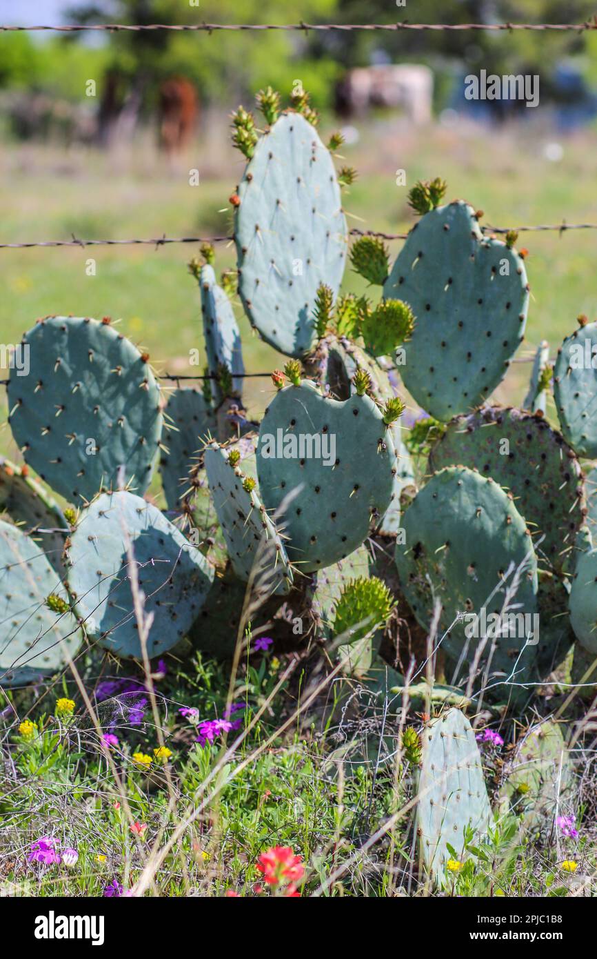 Prickly Pear cactus con fiori selvatici lungo il lato della strada nel Texas Hill Country Foto Stock