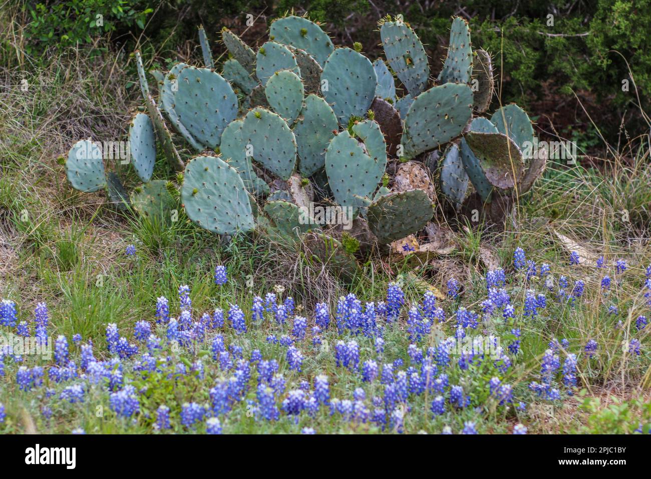 Prickly Pear cactus con fiori selvatici lungo il lato della strada nel Texas Hill Country Foto Stock