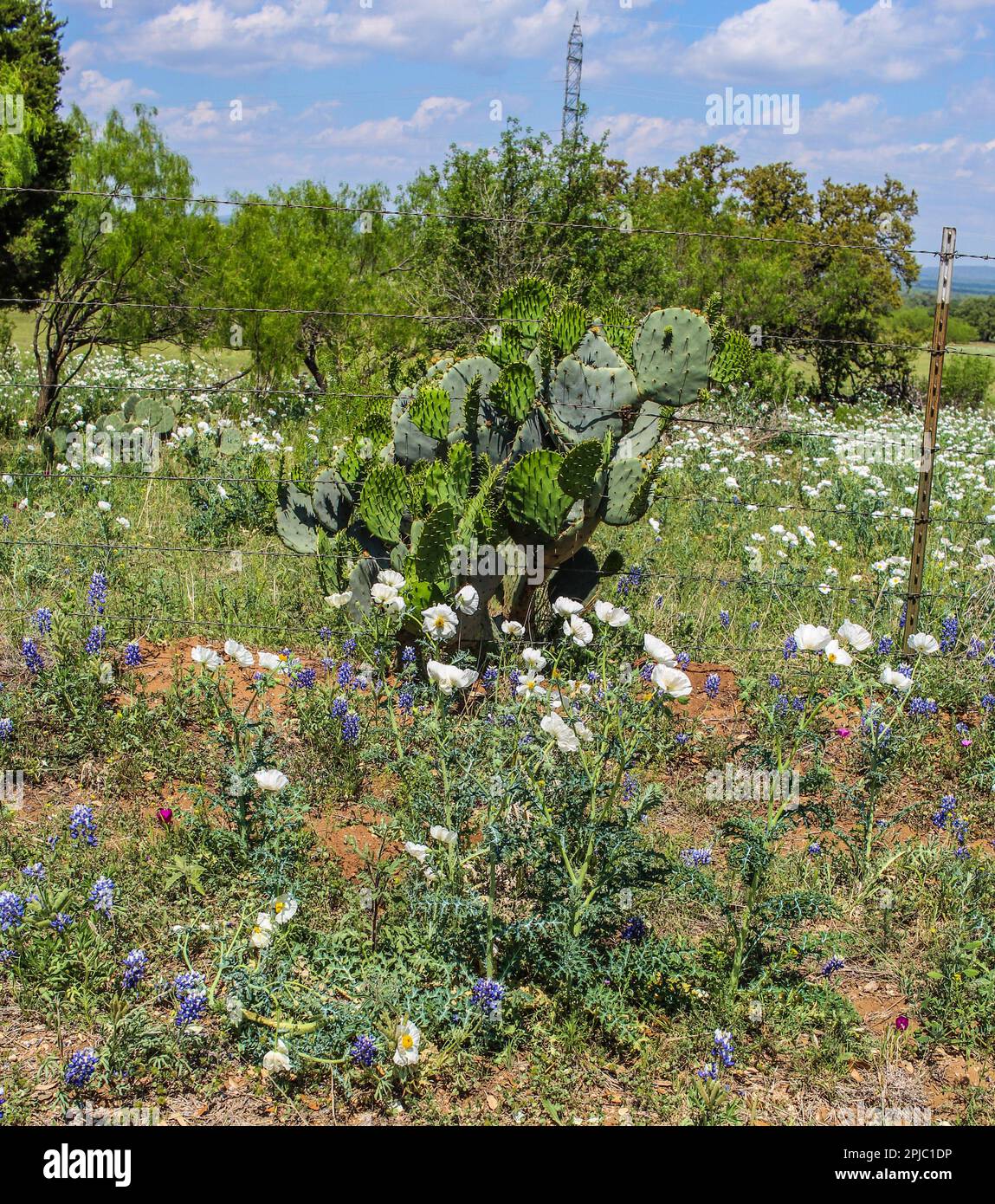 Prickly Pear cactus con fiori selvatici lungo il lato della strada nel Texas Hill Country Foto Stock