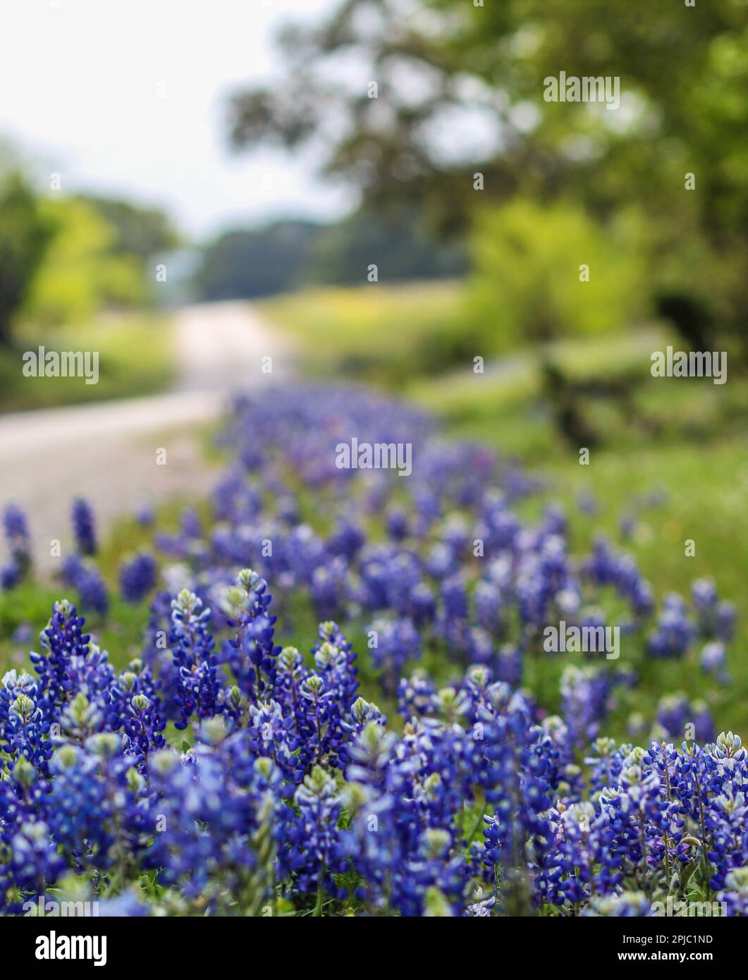 Bluebonnet Texas lungo il lato della strada Foto Stock