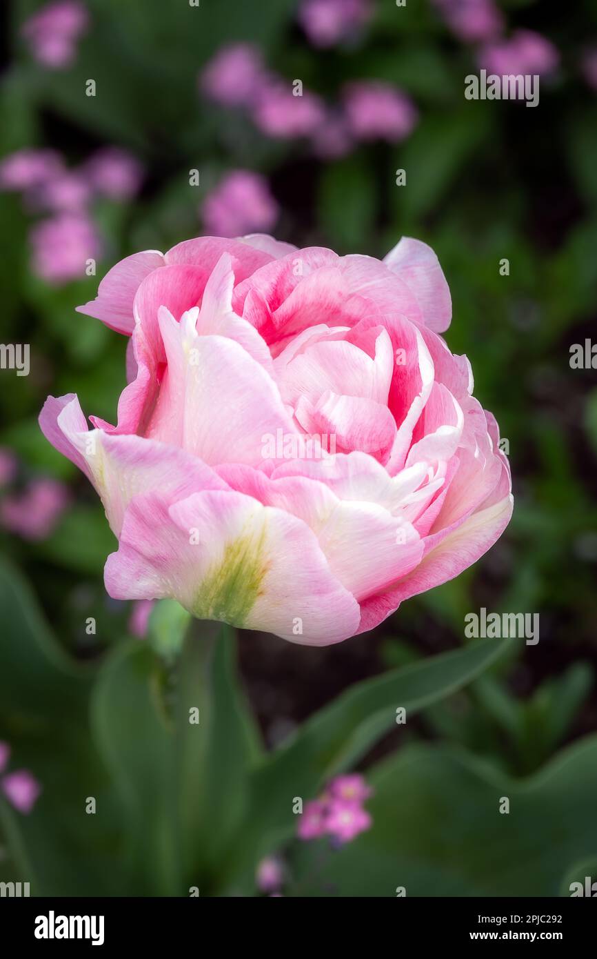 Bellissima Tulipa Angelique in primavera Foto Stock