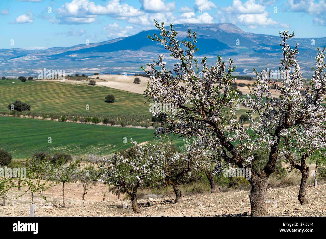 Paesaggio agricolo andaluso: Grandi aree di cereali, olivi e mandorli tra colline e montagne Foto Stock
