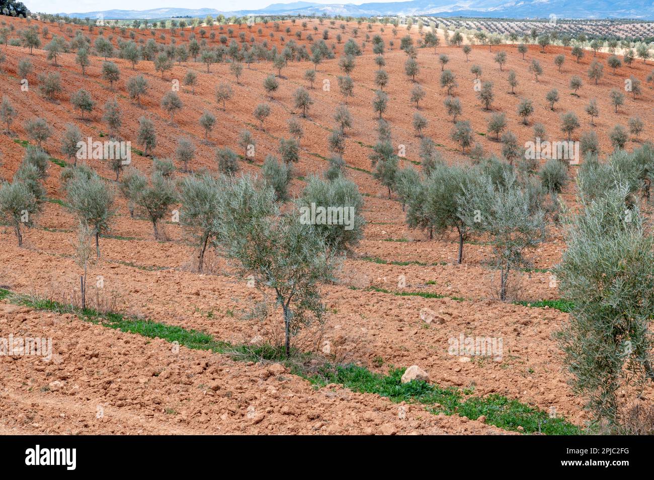 Grandi campi coltivati di olivi in Andalusia (Spagna) Foto Stock