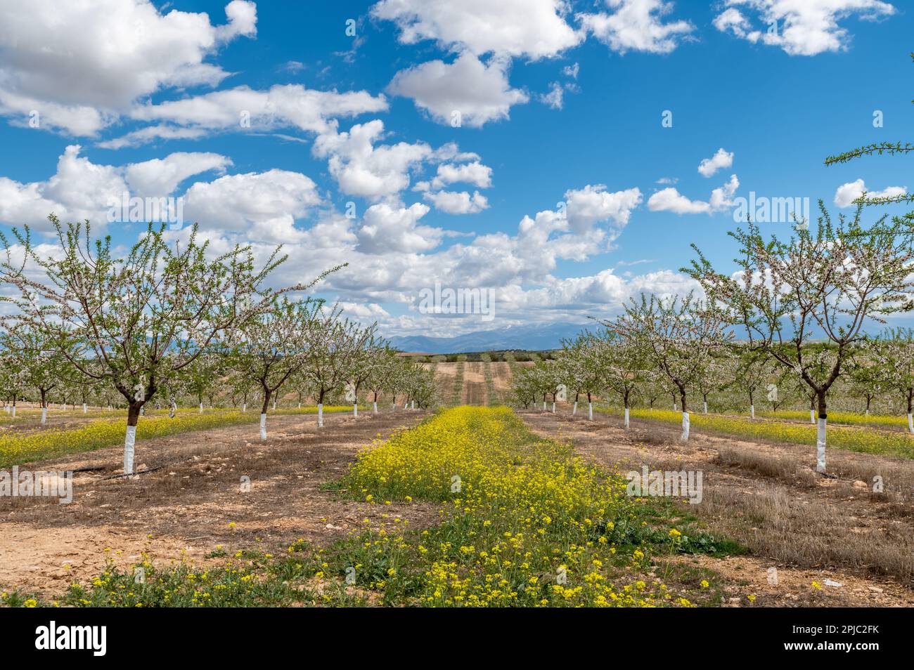 Piantagione di mandorli in fiore tra fiori gialli selvatici in una soleggiata primavera mattina in Andalusia (Spagna) Foto Stock