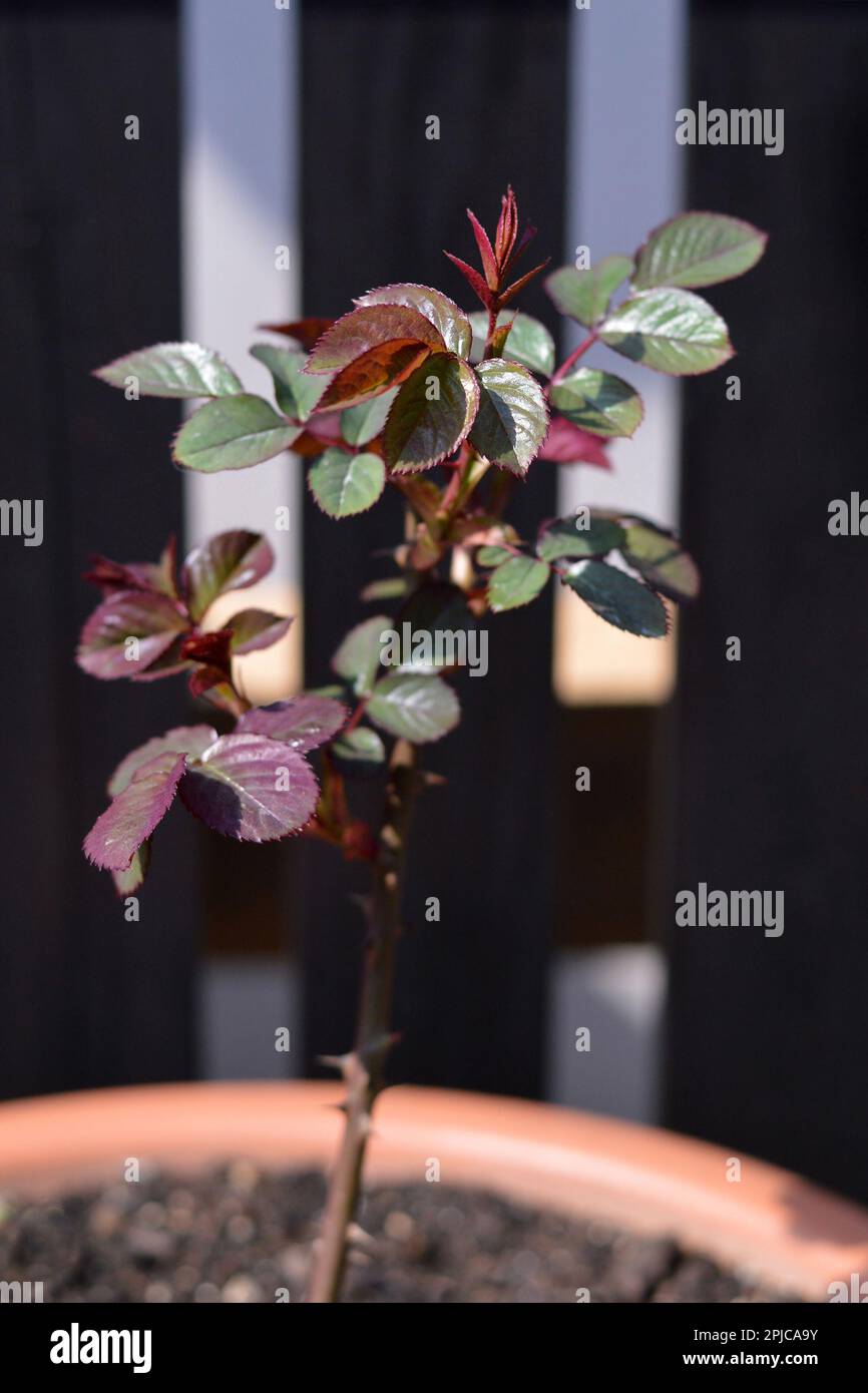 Fuoco selettivo di pianta di rosa giovane che cresce nella pentola. Nuova crescita di rami di rosa e foglie in primavera. Foto Stock