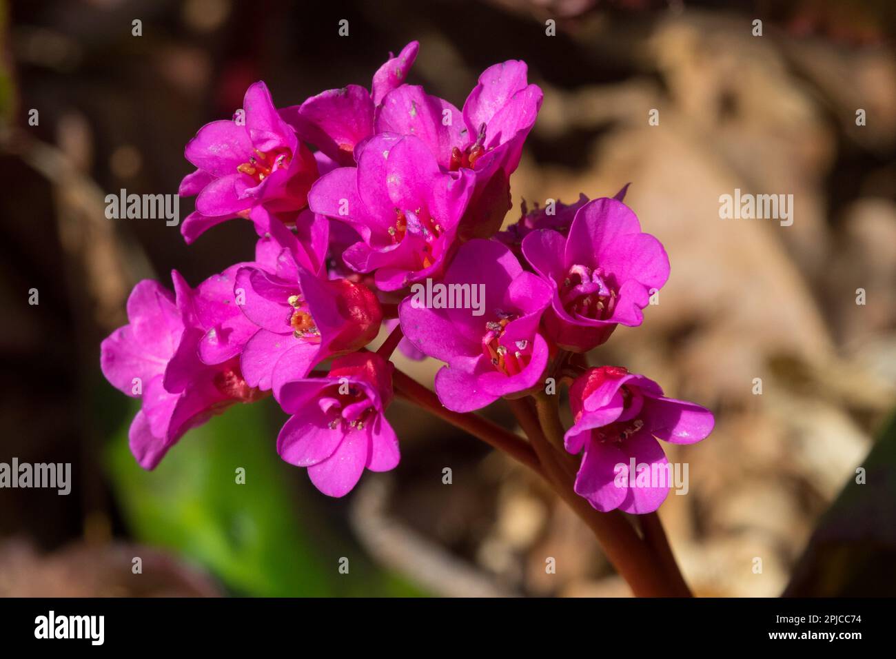 Bergenia Evening Glow Foto Stock