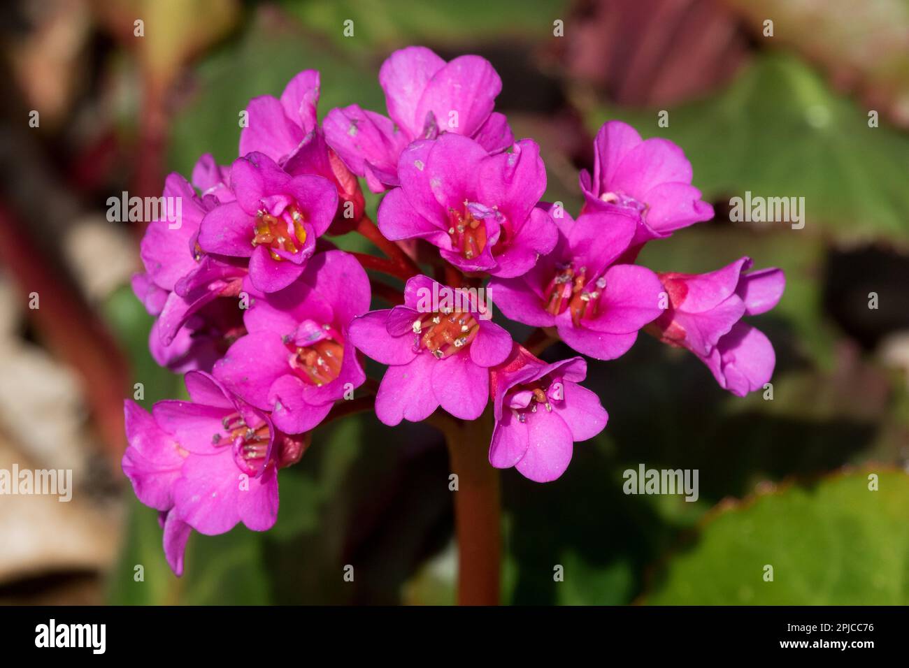 Bergenia Evening Glow Foto Stock