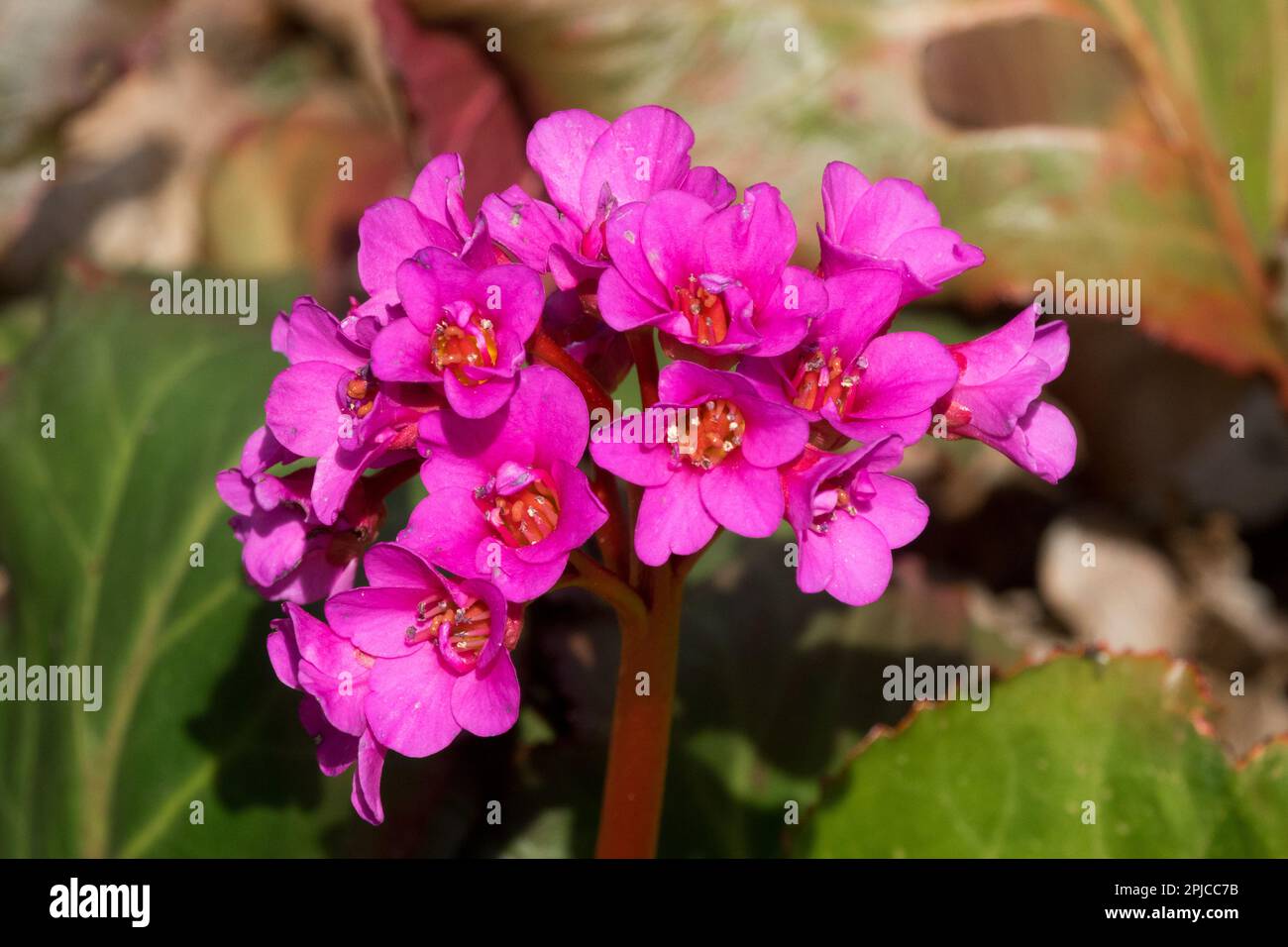 Bergenia Evening Glow Foto Stock
