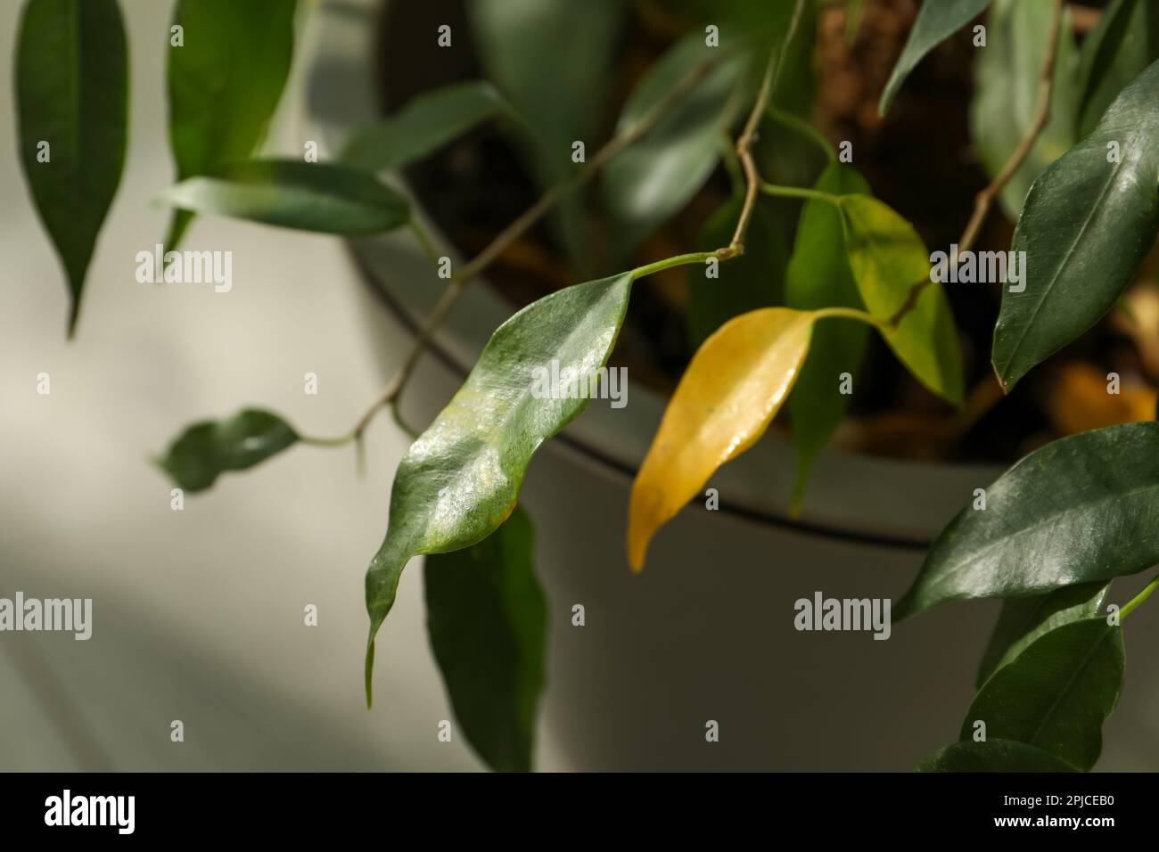 Pianta della casa con malattia di flight delle foglie, vista di primo piano Foto Stock