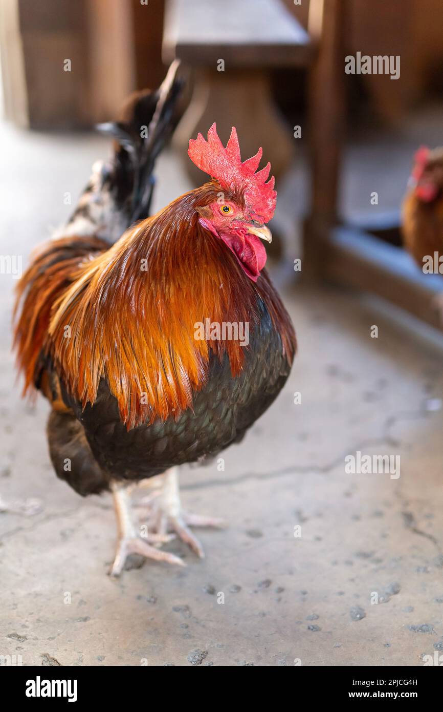 Gallo rosso con Hen Foto Stock