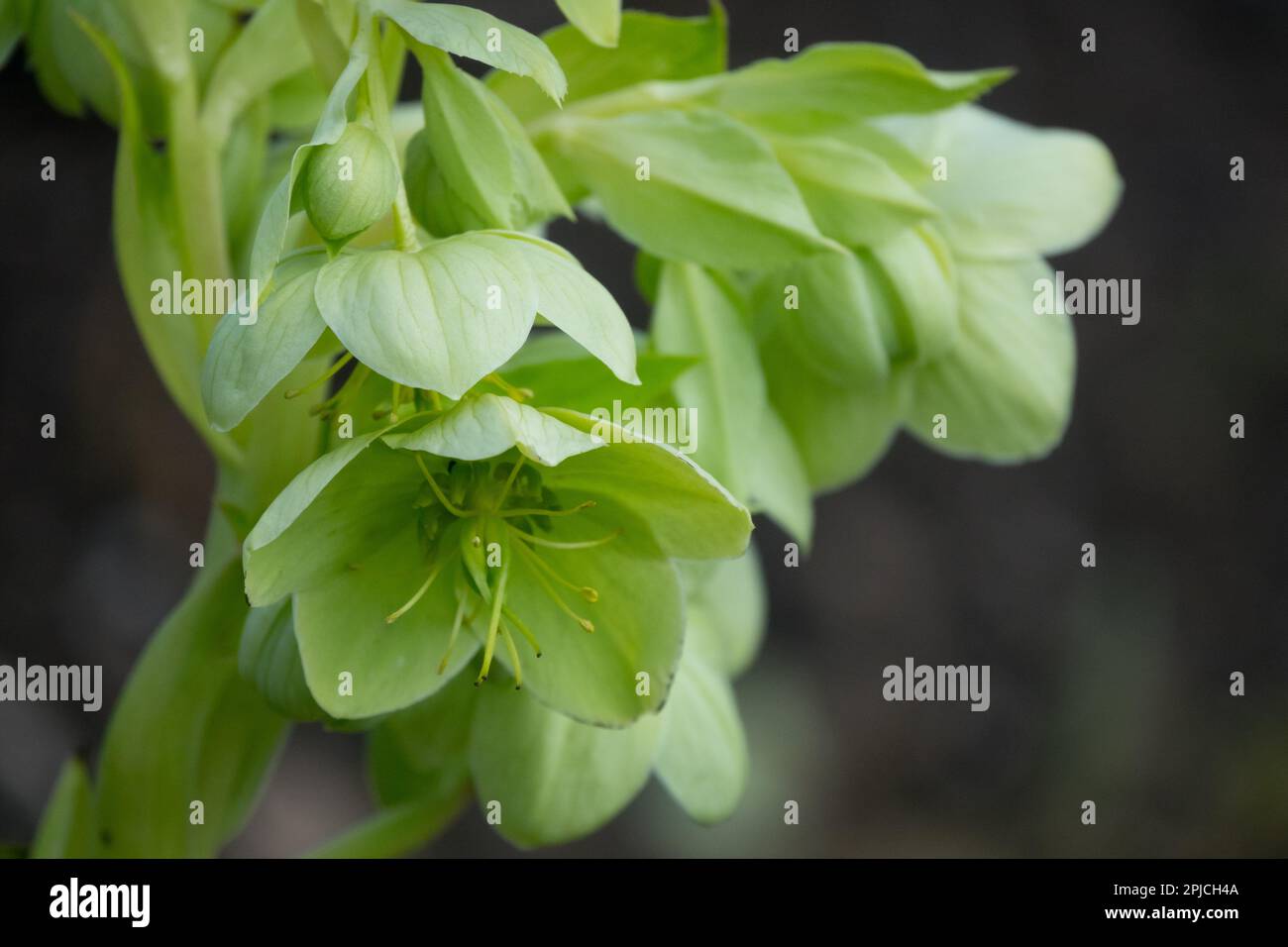 La Corsica, l'Elleboro Helleborus argutifolius Foto Stock