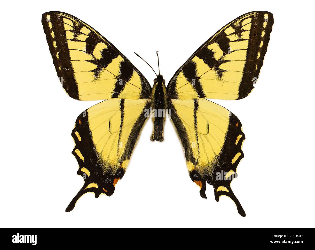 Farfalla della tigre Swallowtai, Papilio glaucus, esemplare appuntito isolato su sfondo bianco Foto Stock