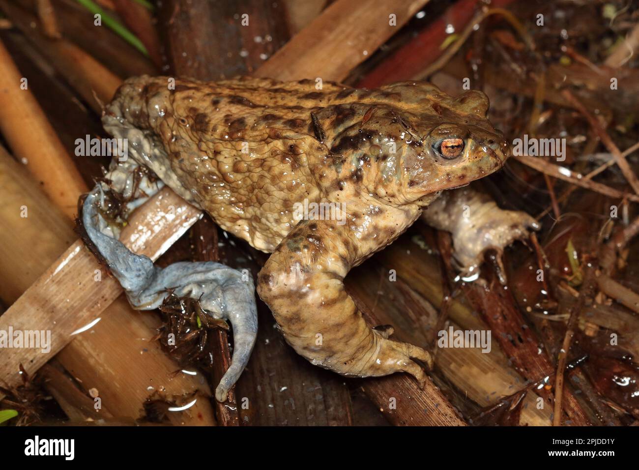 I resti di comune toad (Bufo bufo) dopo un attacco di visone o lontra. Predazione di rospo da visone o lontra in un habitat naturale. Foto Stock