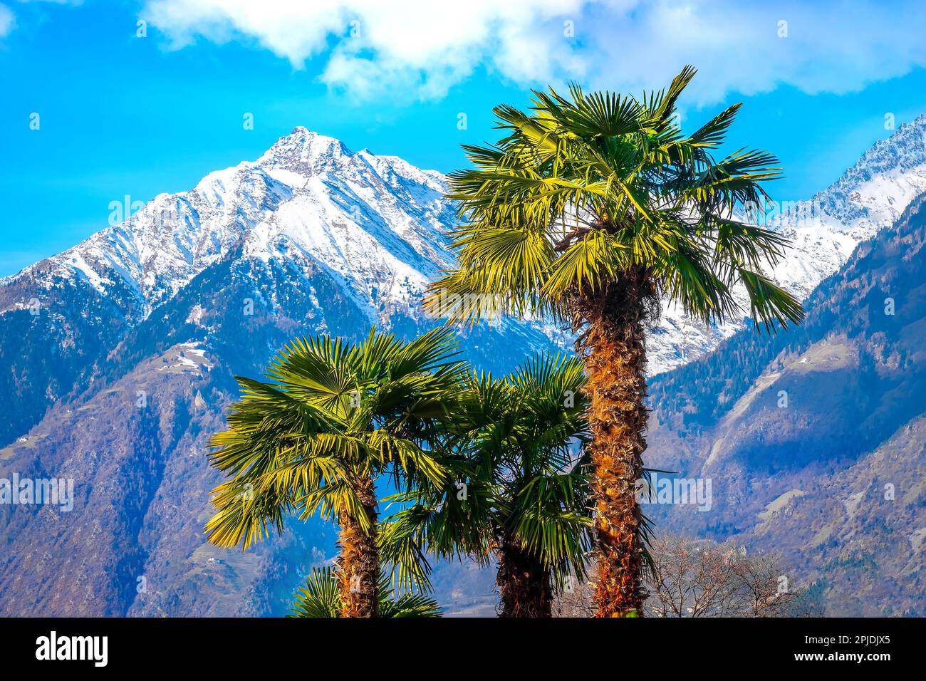 palme neve montagna - estate e inverno si mescolano - palme e montagne con sfondo innevato Foto Stock