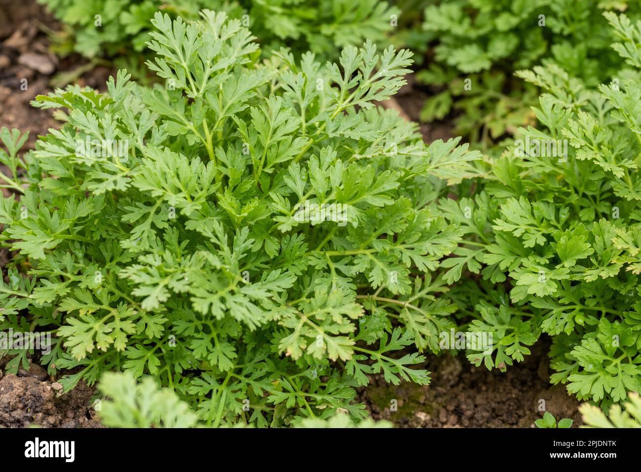 Il partenio di Tanacetum. Piante giovani del feverfew. Usato come fiore di riempimento in bouquet stile cottage. Foto Stock