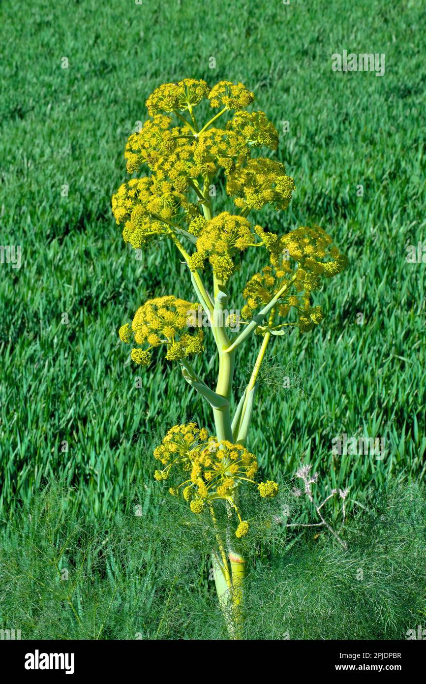 Fiori primaverili di Ferula Communis nella Sicilia Orientale, Italia Foto Stock